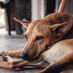 How To Get Rid Of Dog Ticks Naturally? 7 Dog Tick Home Remedies & Treatments 4 dogs